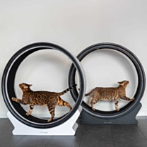 Petlux V2 Loopwiel voor Katten Zwart