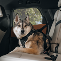 Thule Cappy Autoharnas voor Honden L