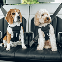 Thule Cappy Autoharnas voor Honden M