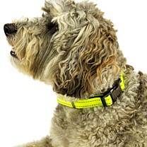 Great&Small Active Dog Collar Neoprene Fluo Yellow