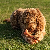 Great&Small Dog Toy Bone Natural Rubber 20 cm