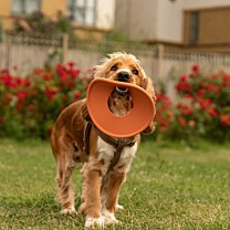 Great&Small Dog Toy Fling Ring Natural Rubber 21,5 cm