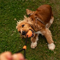 Great&Small Dog Toy Ball with Rope Natural Rubber