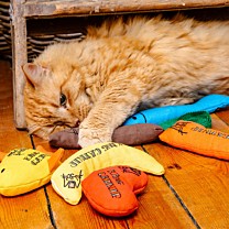 King Catnip Kattenspeelgoed Wortel