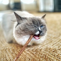 King Catnip Cat Snack Dental Stalks 10 g