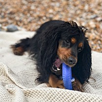 Frubba Scent Dog Toy Shark Rope 15 cm