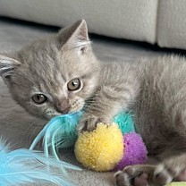 Little&Lively Kattenspeelgoed Triple Pompon