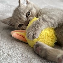 Little&Lively Kattenspeelgoed Fluffy Rammelbal 9 cm