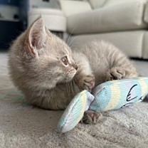 Little&Lively Kattenspeelgoed Knisper Vosje 22 cm