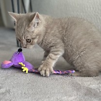 Little&Lively Kattenspeelgoed Knisperende Muis 17 cm