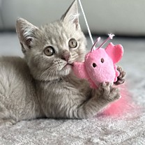 Little&Lively Kattenspeelgoed Easy Play Verzwaard Hangspeeltje Kreeft