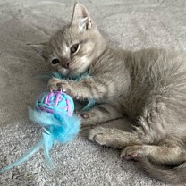 Little&Lively Cat Toy Wool Wrapped Rattle Ball 21 cm