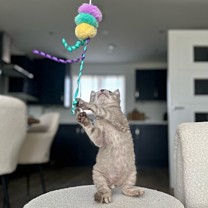 Little&Lively Kattenspeelgoed Easy Play Verzwaard Hangspeeltje met Belletje