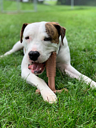 Spot Bam-Bones Dog Chew Toy Easy Grip Beef