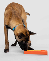 Pawzler Hondenpuzzel Zhu Pawzle Oranje 1 stuk 24 cm