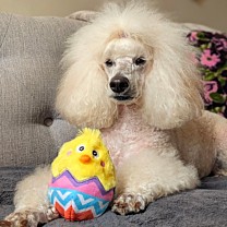 Great&Small Dog Toy Spring Farm Easter Hatchling 12 cm