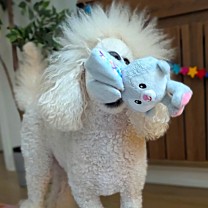 Great&Small Dog Toy Spring Farm Mr Bunny Ears 17 cm
