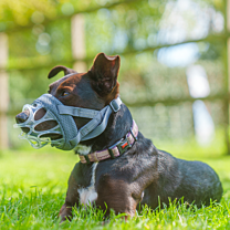Baskerville INVISA Clear Dog Muzzle