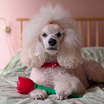 Great&Small Dog Toy Puppy Love Latex Rose 20 cm