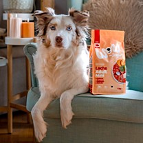 WOW Dry Dog Food Adult Mini Salmon 1 kg
