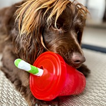 Great&Small Dog Toy Summer Sizzlers Berry Cocktail 11 cm
