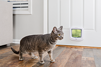 Petsafe Kattenluik met 4  Sluitposities Wit 21,9 x 21,9 cm