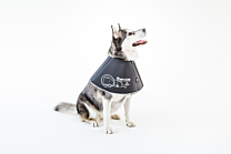 Comfy Cone Protection Collar