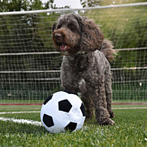 Great&Small Go Team! Football Dog Toy 22 cm