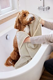 Palopa Kosy Dog Towel Beige S 70 x 95 cm