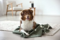Palopa Ida Dog Blanket Dots Green 100 x 140 cm