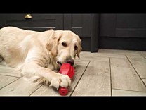 Frogg Hondenspeelgoed Beloningsspeelgoed Fetch Rood 20 cm