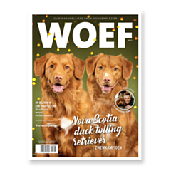 WOEF Magazine - Nova Scotia duck tolling retriever December 2021