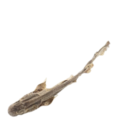 Barkie's Shark