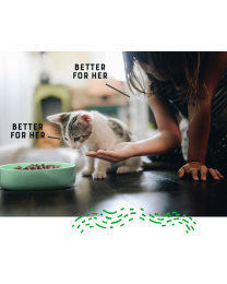 Yora Kattenbrokken Kitten Insecten 600 g