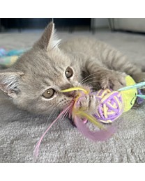 Little&Lively Kattenspeelgoed Klein bijtje 16 cm