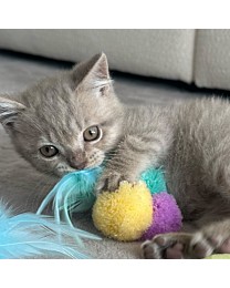 Little&Lively Kattenspeelgoed Triple Pompon