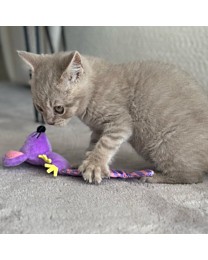 Little&Lively Kattenspeelgoed Knisperende Muis 17 cm