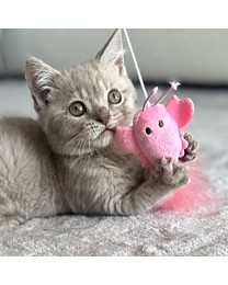 Little&Lively Kattenspeelgoed Easy Play Verzwaard Hangspeeltje Kreeft