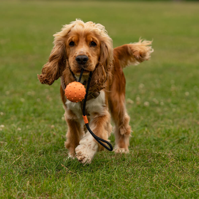 Hondenspeelgoed - Natuurlijke Rubberen Bal Aan Een Touw - Geschikt Voor Alle Honden 1 Stuk Geel Natuurlijke Rubber