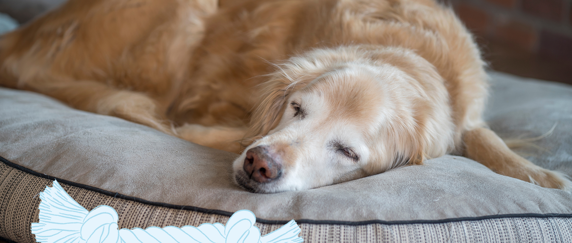 C&D - Ouderdomskwaaltjes bij de hond herkennen