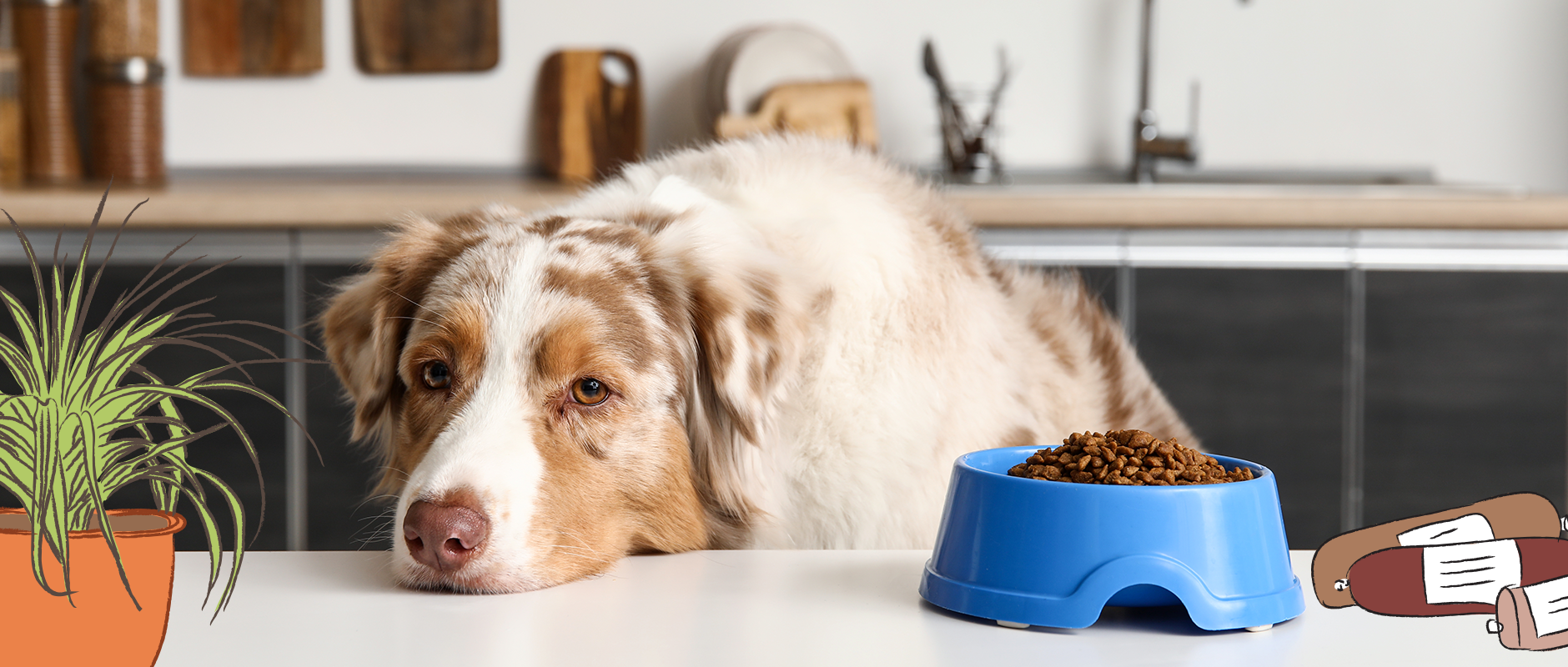 C&D - Overgewicht bij honden en katten, een niet te onderschatten probleem.