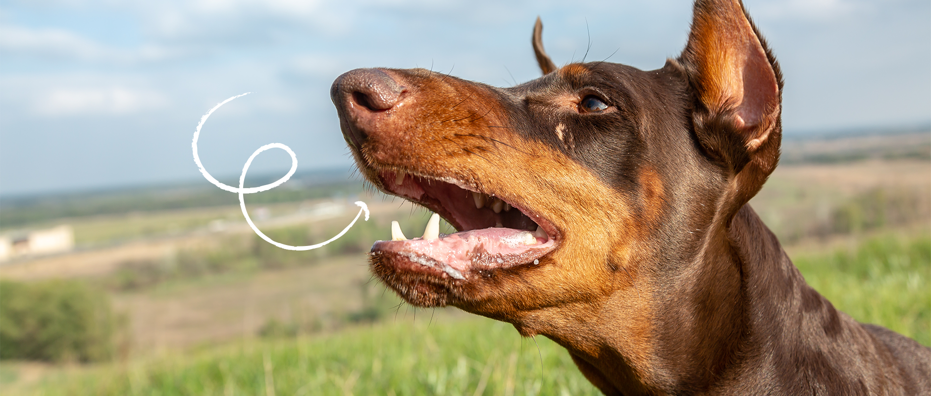 C&D - Hoe je je bezoek behoedt voor een blaffende en opspringende hond