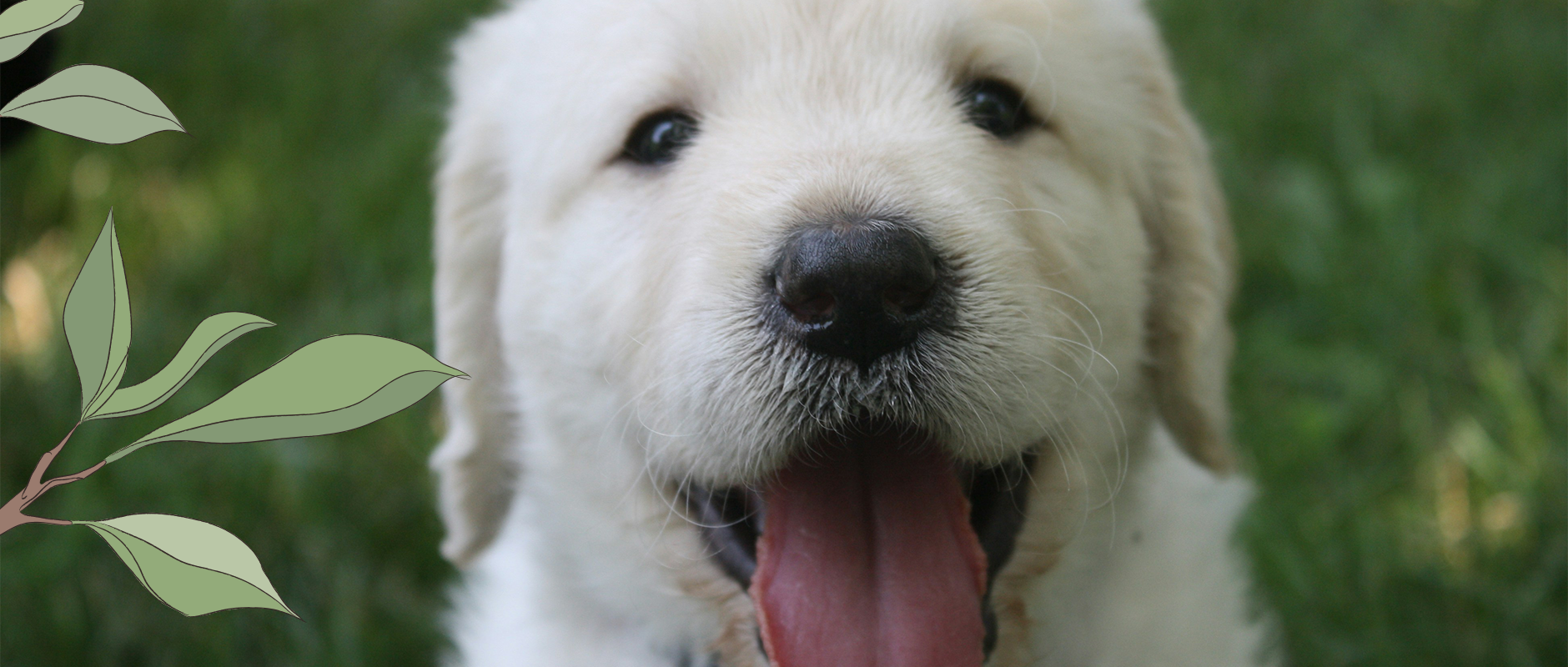 C&D - Wil je een puppy kopen? Kijk uit voor broodfokkers!