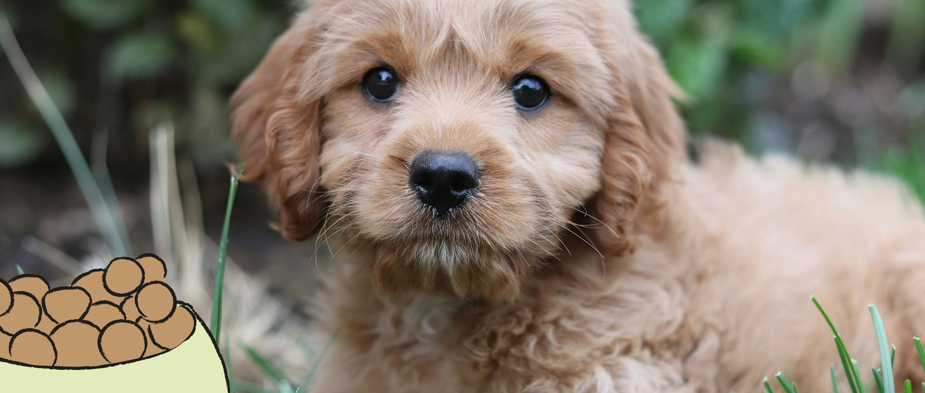 C&D - Waarom goed uitgebalanceerde puppyvoeding cruciaal is