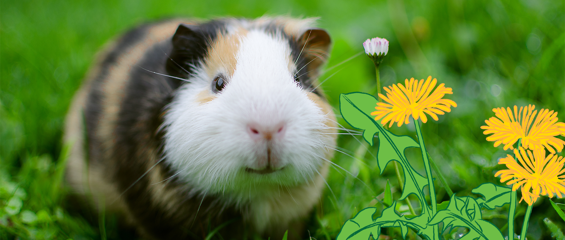 C&D - Schimmelinfecties bij cavia’s?