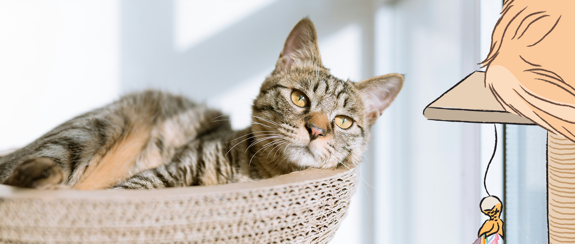 C&D - Schootpoes of tuintijger? Alles over binnen- en buitenkatten.