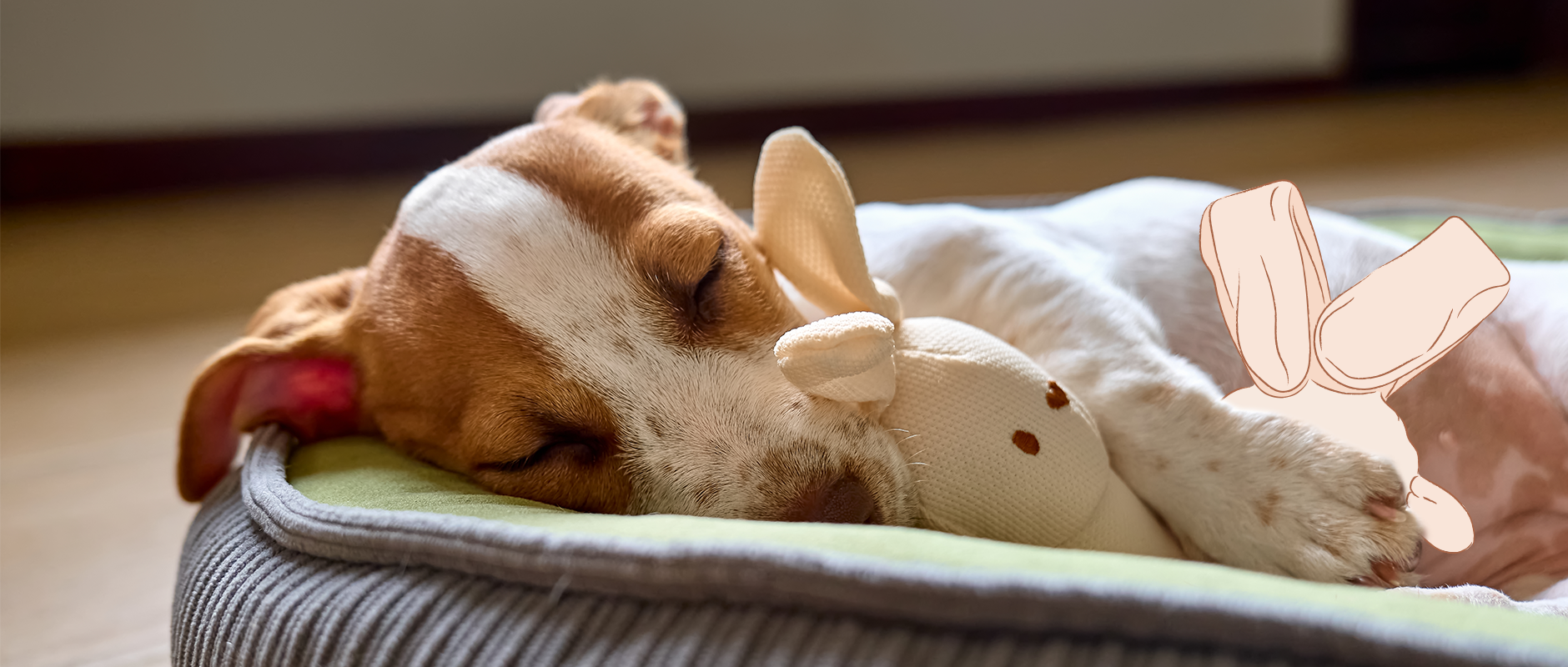 C&D - Je hond laten steriliseren of castreren?