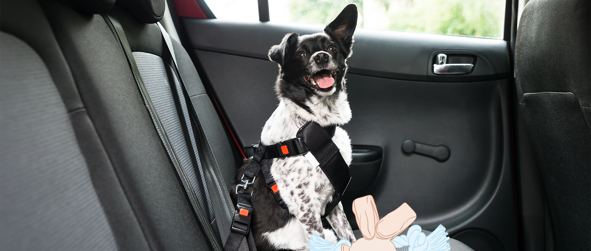 C&D - Zo rijdt je hond veilig mee in de auto