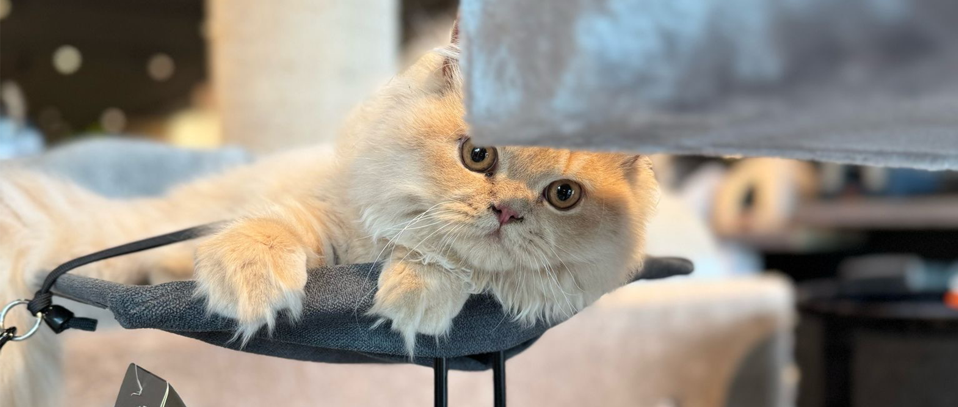 C&D - Zo voorkom je dat je kat aan je nieuwe meubels krabt: 5 slimme tips
