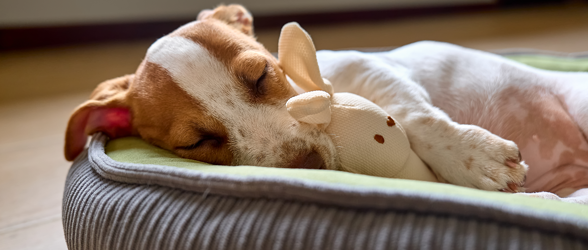 C&D - Hoe help je een angstige (adoptie)hond zich veilig te voelen